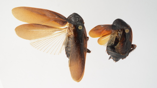 New cold-resistant Asian super-roaches invade New York City